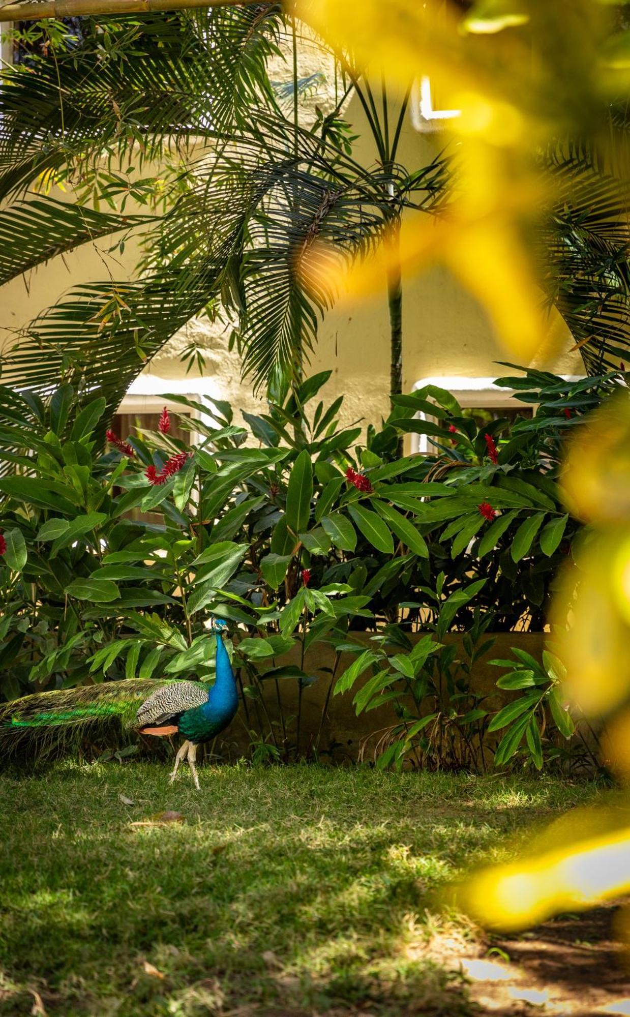 Hotel Villas Sayulita Extérieur photo