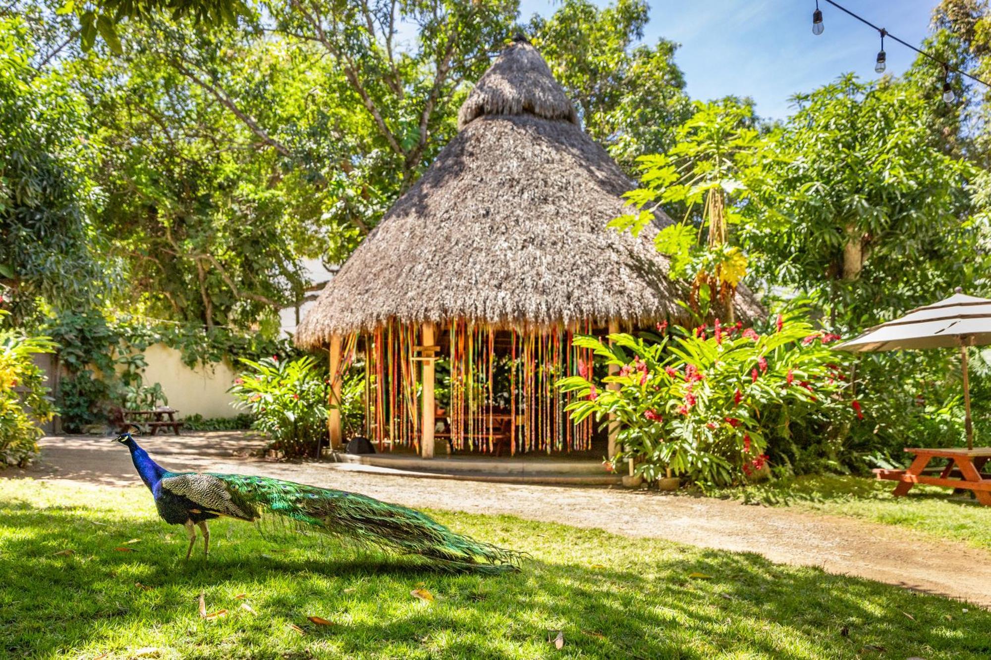 Hotel Villas Sayulita Extérieur photo